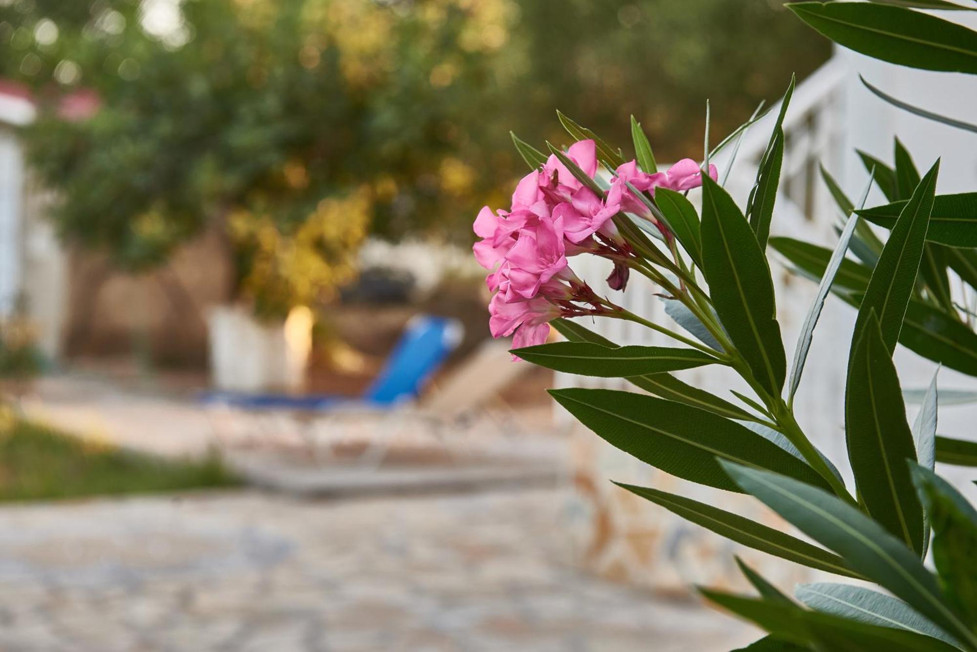 Villa Rania / Zante Drosia Kypseli Exteriör bild