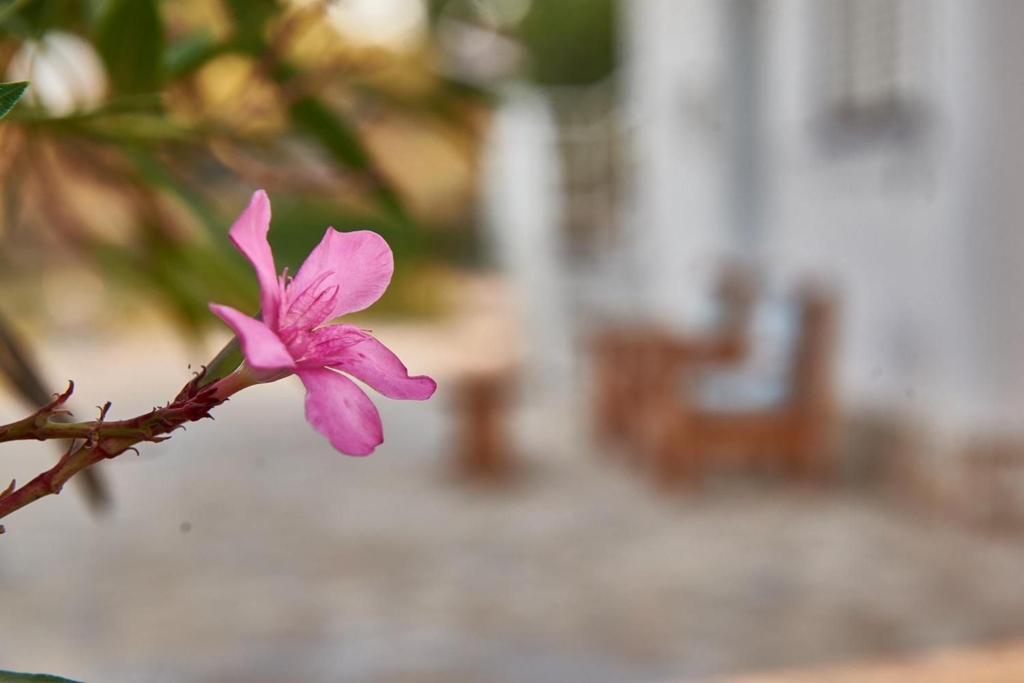 Villa Rania / Zante Drosia Kypseli Exteriör bild