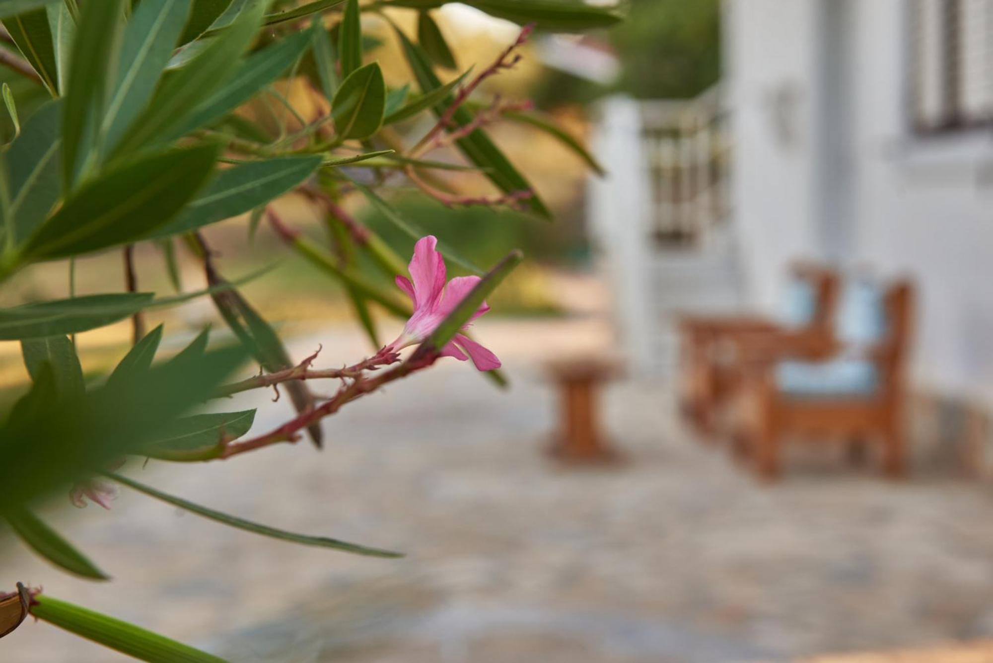 Villa Rania / Zante Drosia Kypseli Exteriör bild